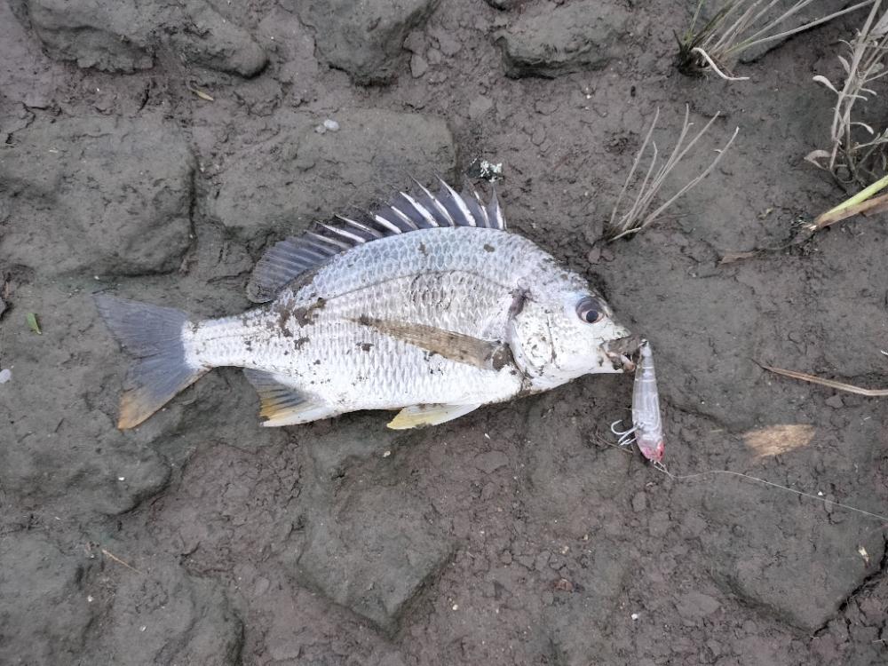 トップチニング