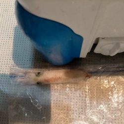 ギガアジに1cm足らず