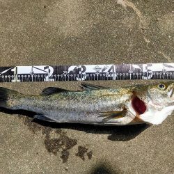 青物不在、坊主逃れのシーバス