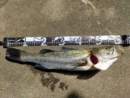 青物不在、坊主逃れのシーバス