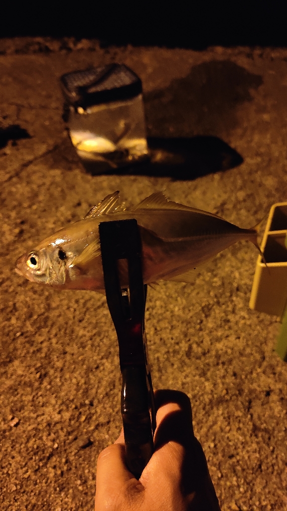 昼釣りからの夜釣り