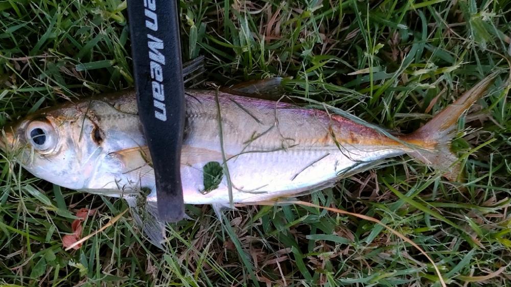 久しぶりアジング