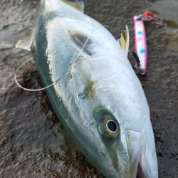 大量のベイトが接岸