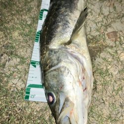 ランカーシーバスを求めて