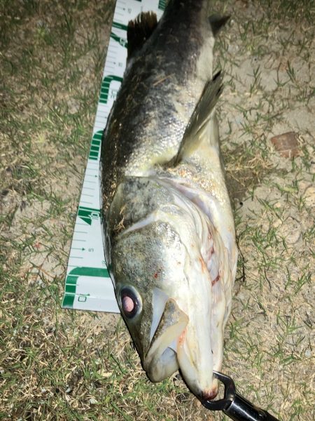 ランカーシーバスを求めて