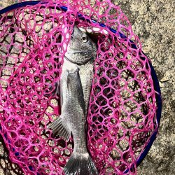 釣れそうな気がしたので