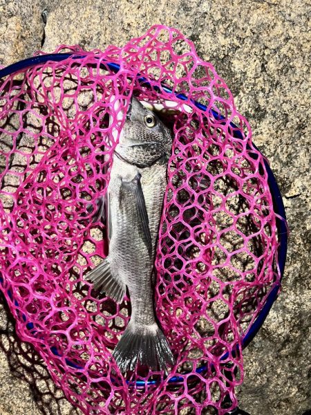 釣れそうな気がしたので