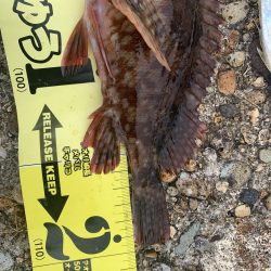 夏アジング&ガシリング