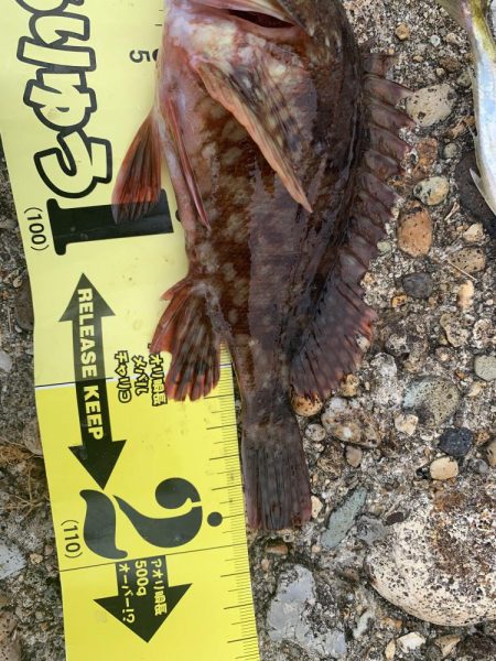 夏アジング&ガシリング