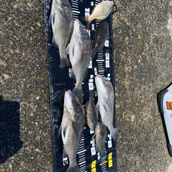 日出渡船での7月のリベンジ