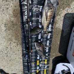 久しぶりの陸からのチヌ