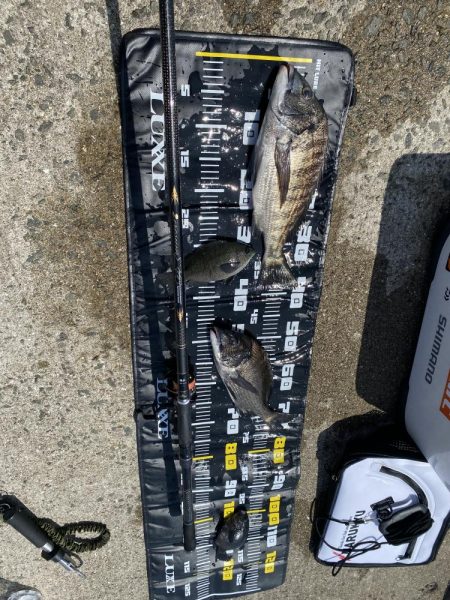 久しぶりの陸からのチヌ