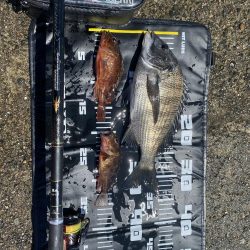 日の出渡船７番初チヌ