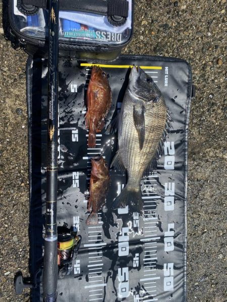 日の出渡船７番初チヌ