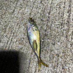 南港夜サビキ　小鯵入れ食い！