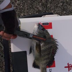 今日はコッパグレ釣り