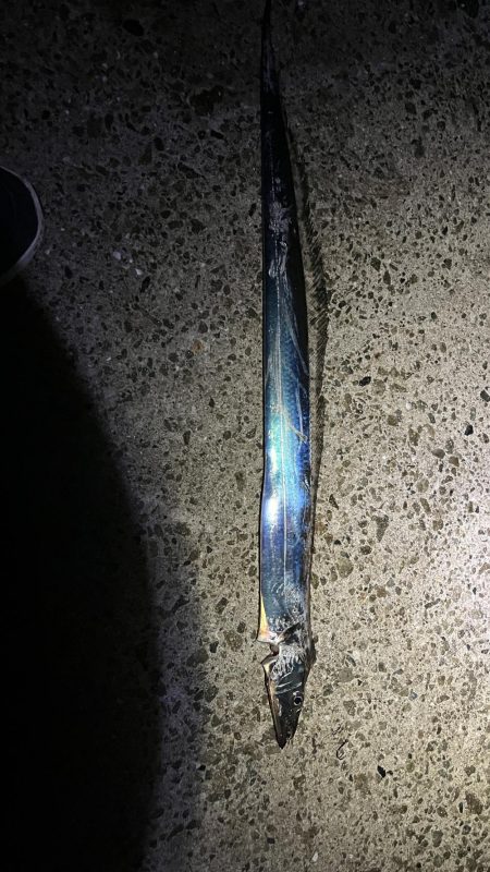 タチウオまあまあ釣れた