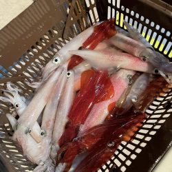 満月のイカメタル