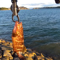 玉野市で、嬉しい2匹、しかも食べれる魚