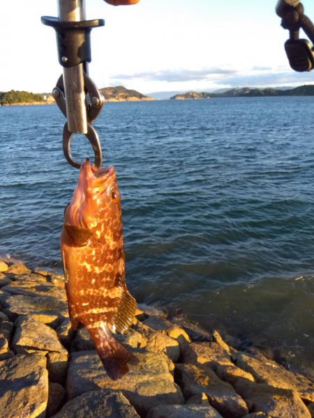 玉野市で、嬉しい2匹、しかも食べれる魚