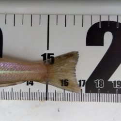 室津のキス釣り