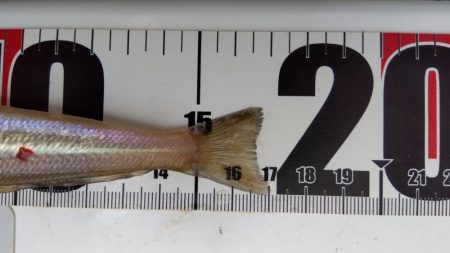 室津のキス釣り