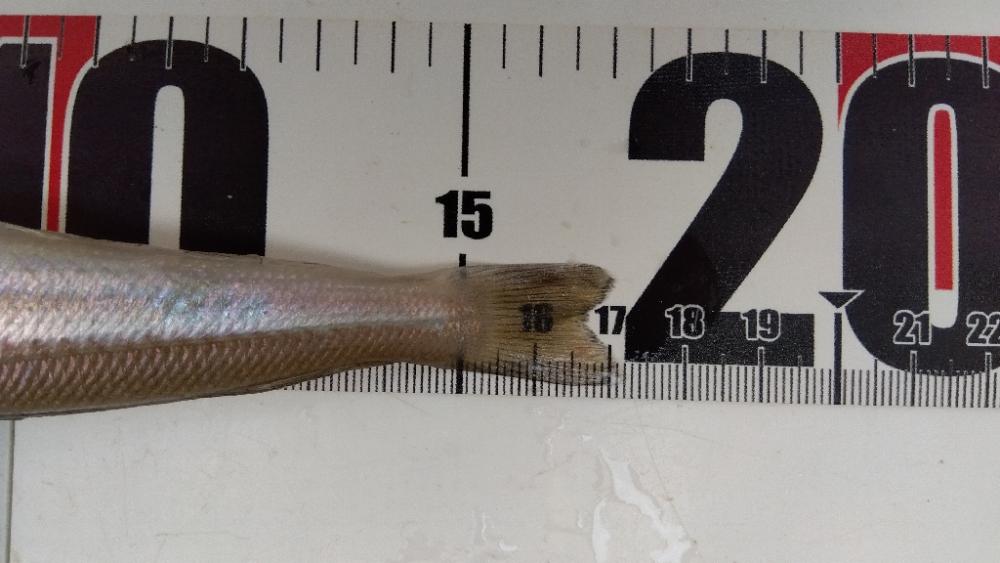 苅屋海岸のキス釣り