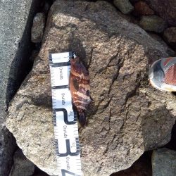 真夏の連続釣果にびっくりしてます。