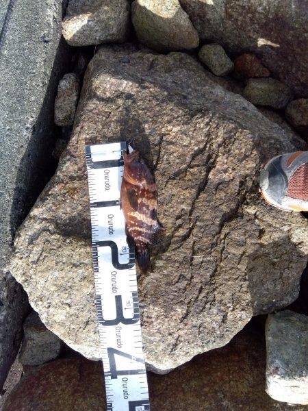 真夏の連続釣果にびっくりしてます。