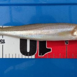 髙砂港のキス釣り