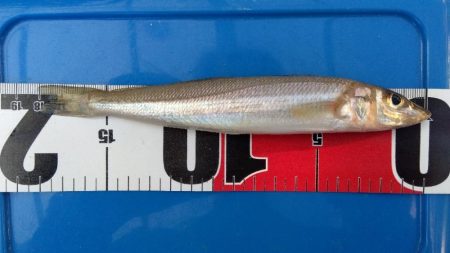 髙砂港のキス釣り