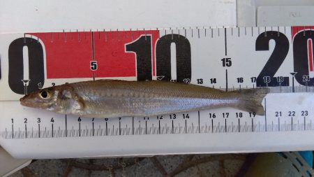 苅屋海岸のキス釣り