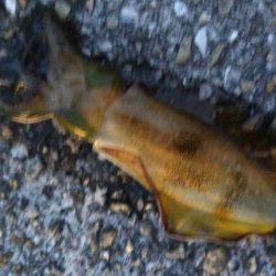 小さなアオリイカ