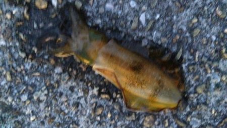 小さなアオリイカ