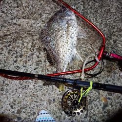 2023/08/01 南港ヘチ釣り釣行