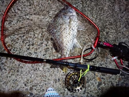 2023/08/01 南港ヘチ釣り釣行