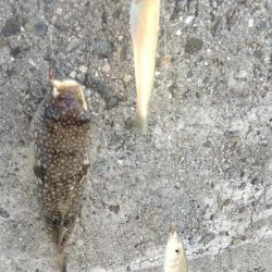 釣り人が少ない播磨新島