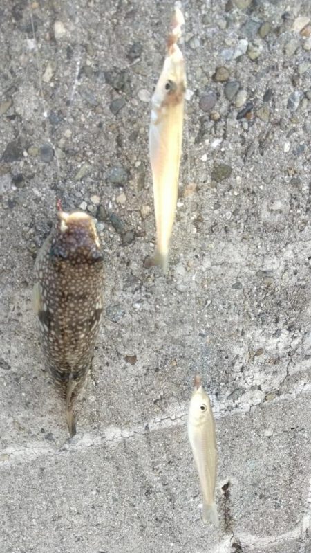 釣り人が少ない播磨新島