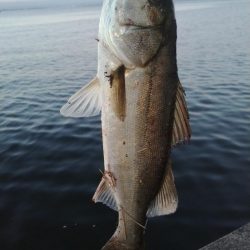 青物調査でツバス23cmとシーバス36㎝