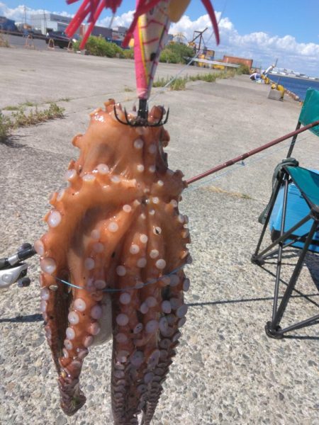 サヨリ・タコ・アジ・タチウオ調査