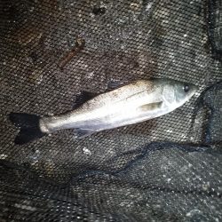 沈みテトラ付近でヒット