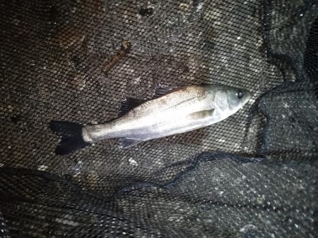 沈みテトラ付近でヒット