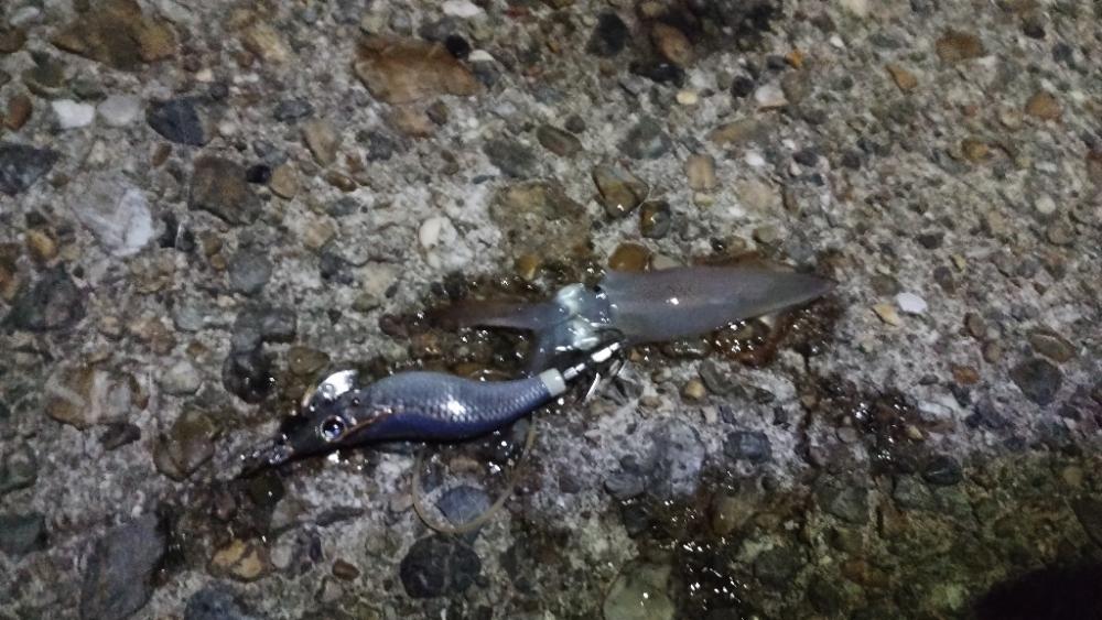 アジとケンサキ