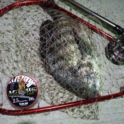 2023/08/10 南港ヘチ釣り釣行