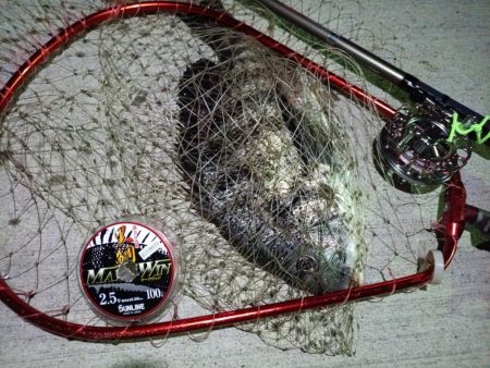 2023/08/10 南港ヘチ釣り釣行