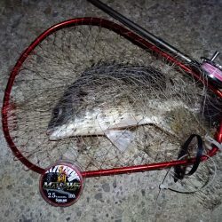 2023/08/11 南港ヘチ釣り釣行