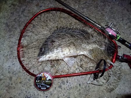 2023/08/11 南港ヘチ釣り釣行