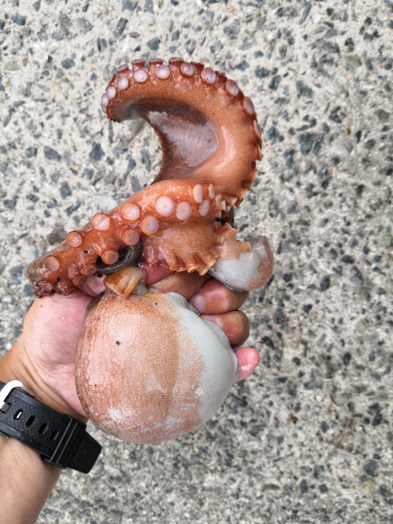 タコシーズン終わり