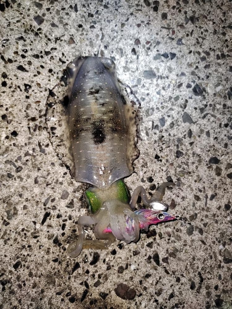 エギング＠鹿児島