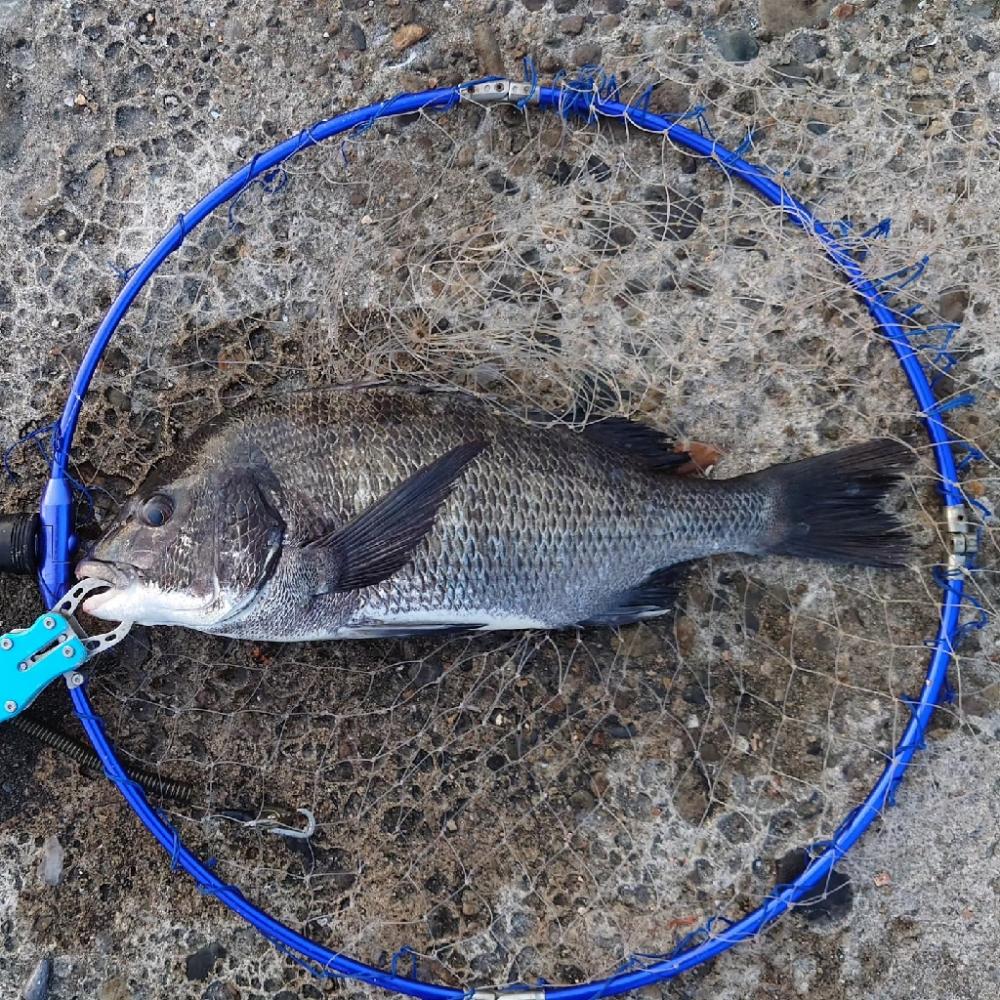 紀州釣り第4戦✨